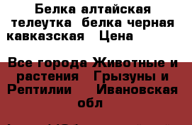 Белка алтайская телеутка, белка черная кавказская › Цена ­ 5 000 - Все города Животные и растения » Грызуны и Рептилии   . Ивановская обл.